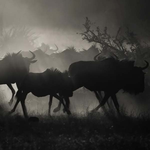 animals_015.jpg