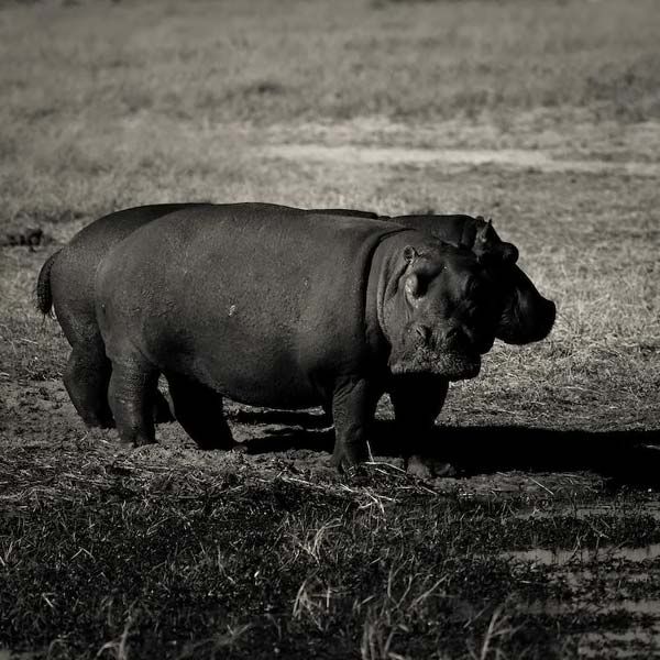 animals_016.jpg