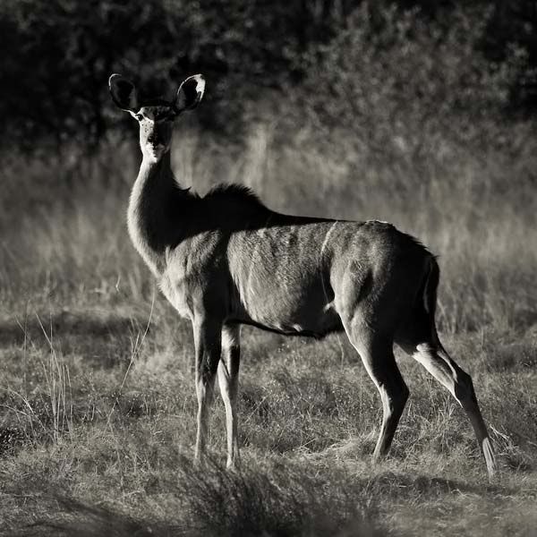 animals_017.jpg