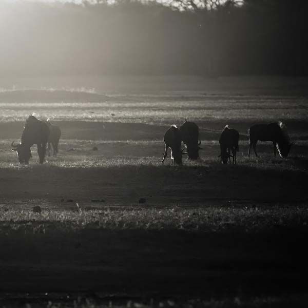 animals_021.jpg