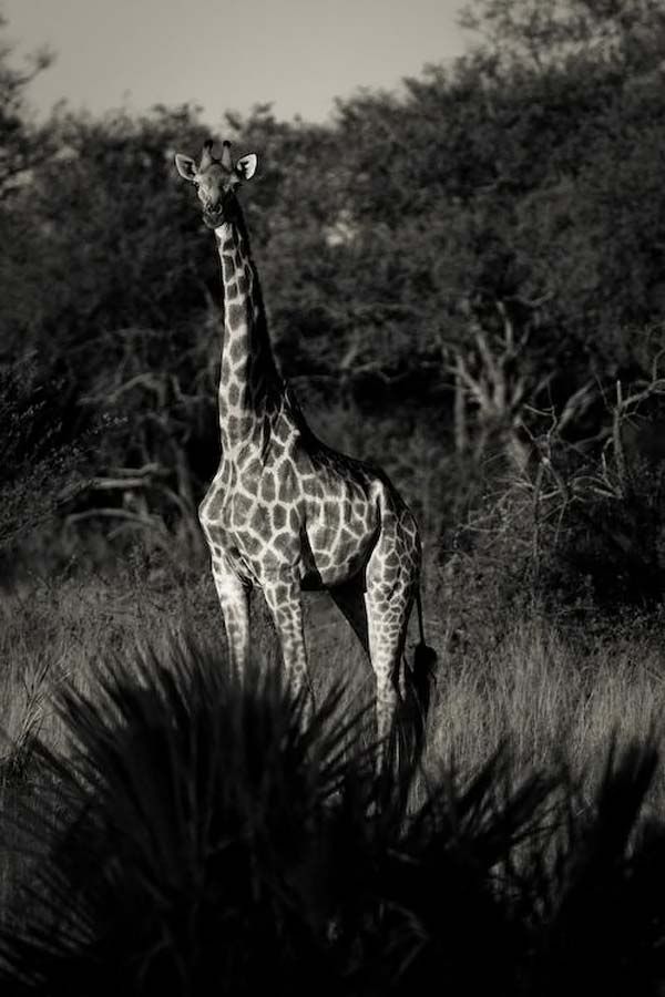 animals_023.jpg