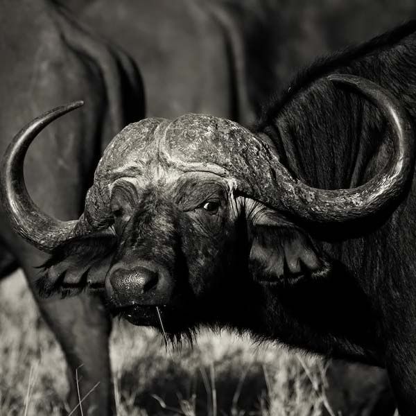 animals_026.jpg