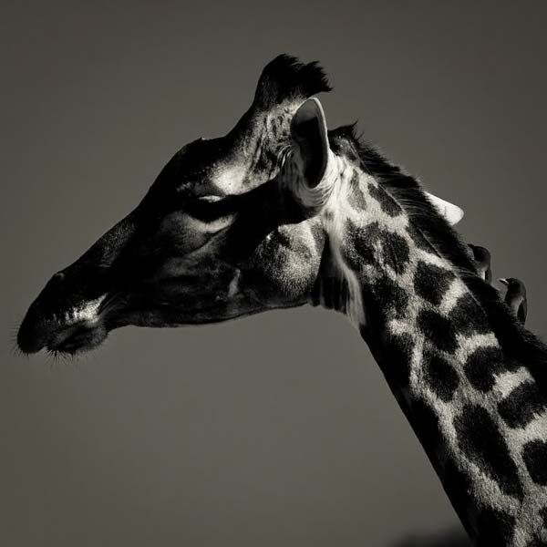 animals_029.jpg