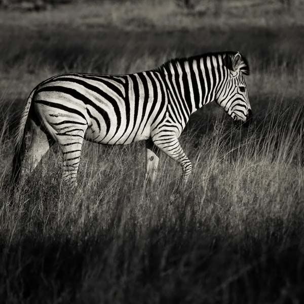 animals_030.jpg