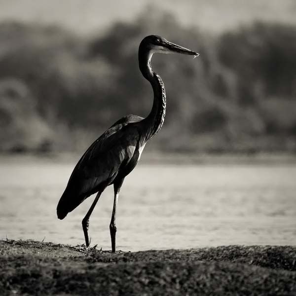 animals_031.jpg