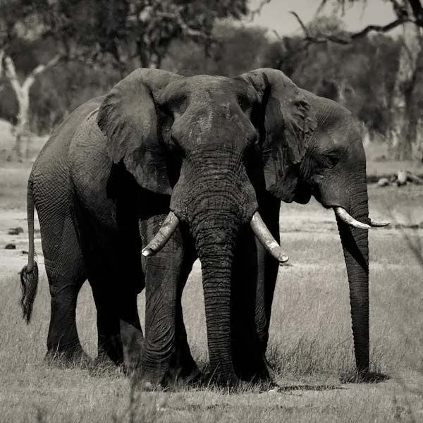animals_032.jpg