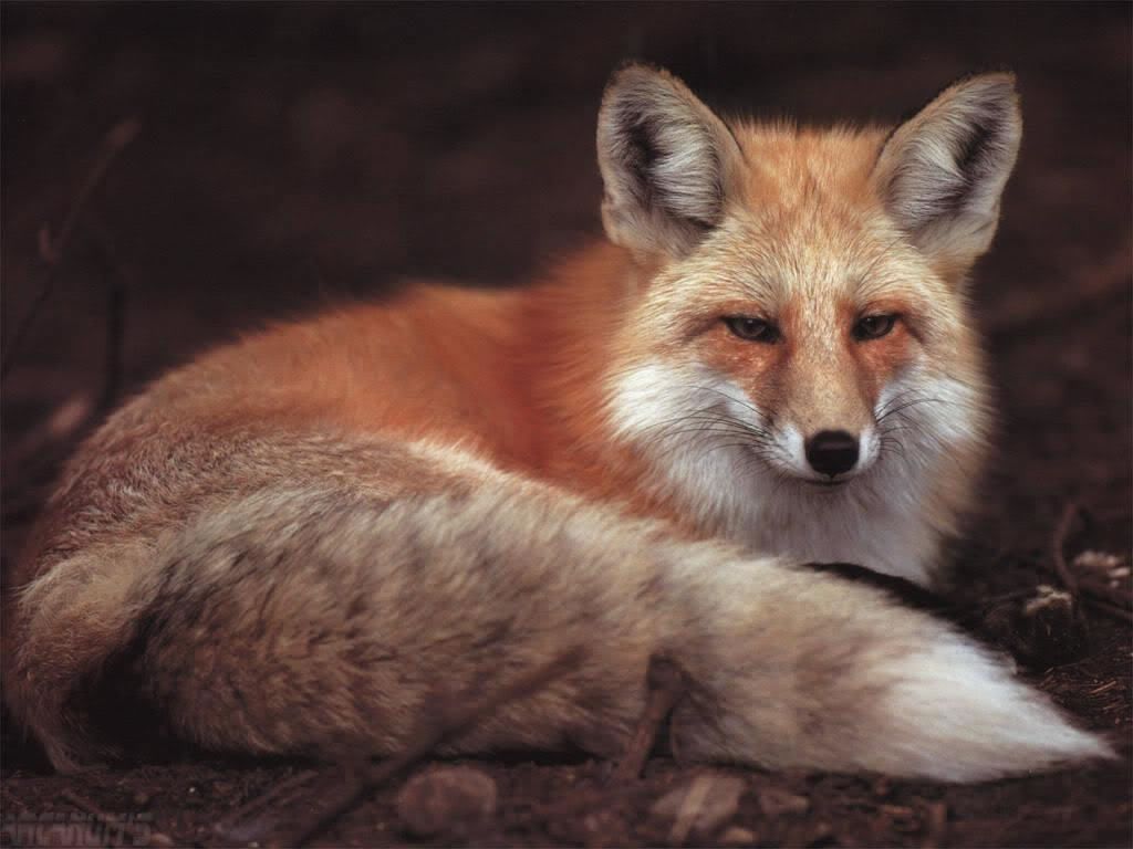 animaux_99791_jpg.jpg