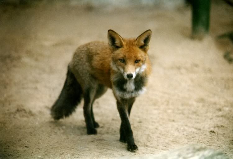 fotos_fuchs.jpg