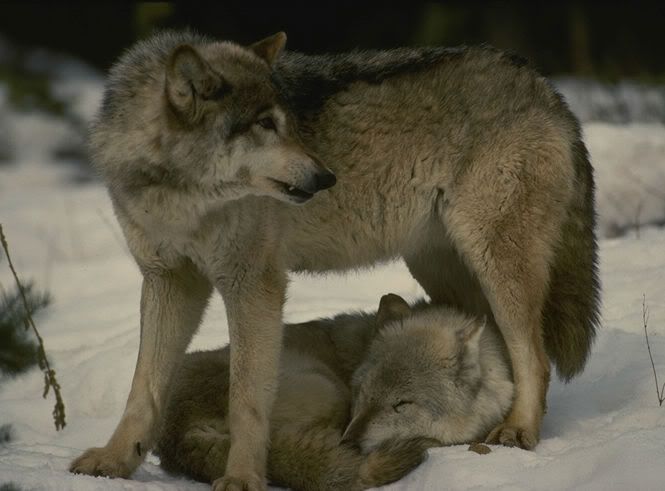 gwolf.jpg