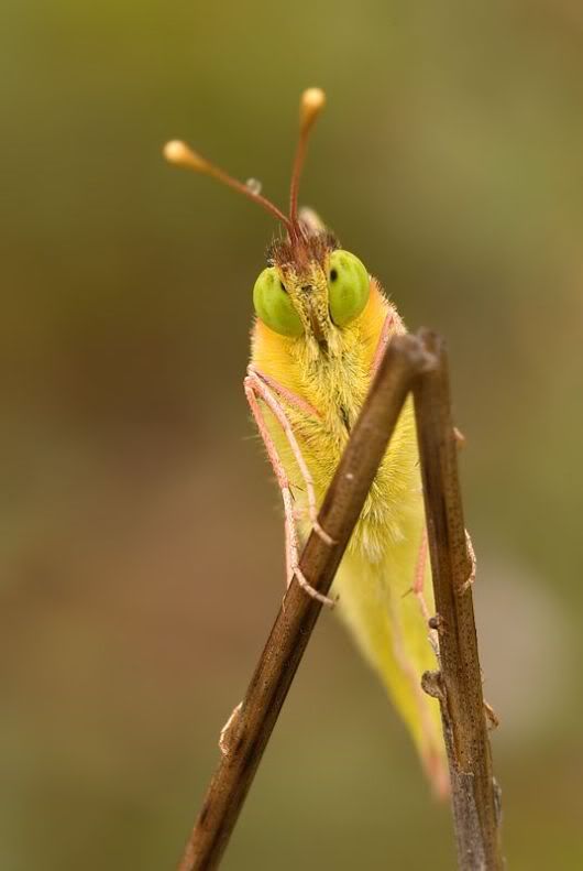 mikroskobik-bocekler-14.jpg