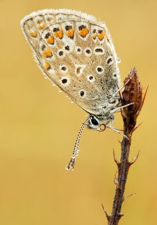 mikroskobik-bocekler-16.jpg