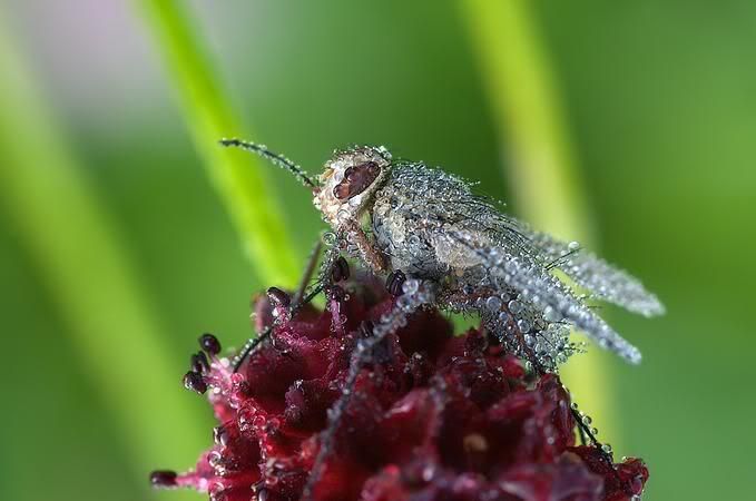 mikroskobik-bocekler-4.jpg
