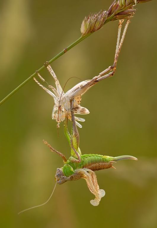 mikroskobik-bocekler-58.jpg
