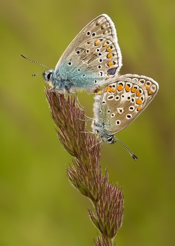 mikroskobik-bocekler-6.jpg