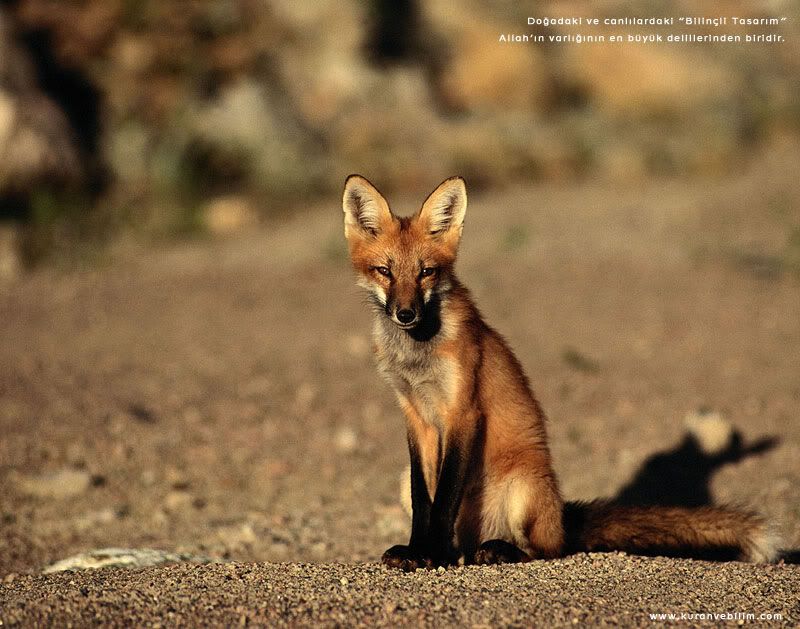 tilki_fox2.jpg