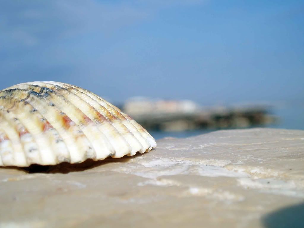 2904200859595_12.jpg