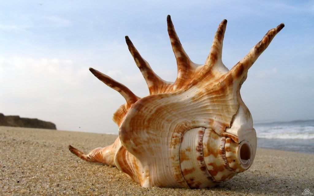 2904200859595_19.jpg
