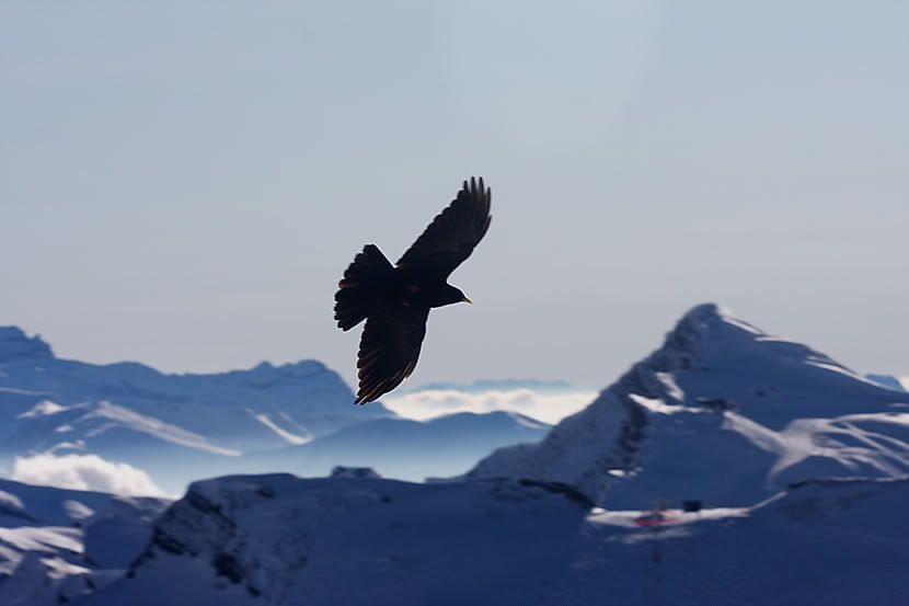 alp_mountains3.jpg
