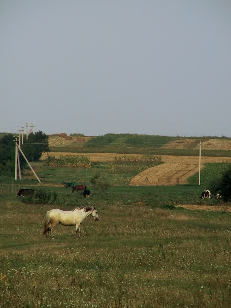 d_08_026.jpg