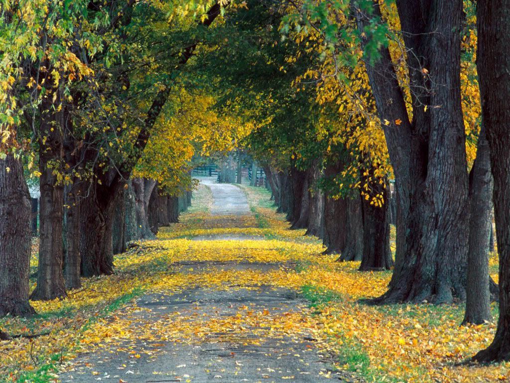 sonbahar_ve_agacli_yol.jpg