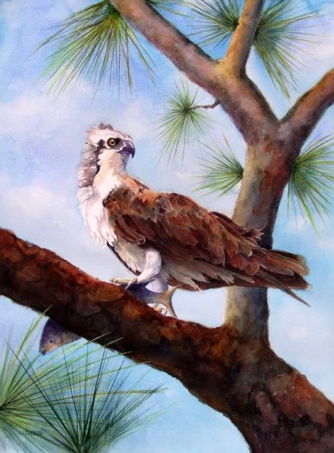 040810_catch_of_the_day_osprey_22x3.jpg