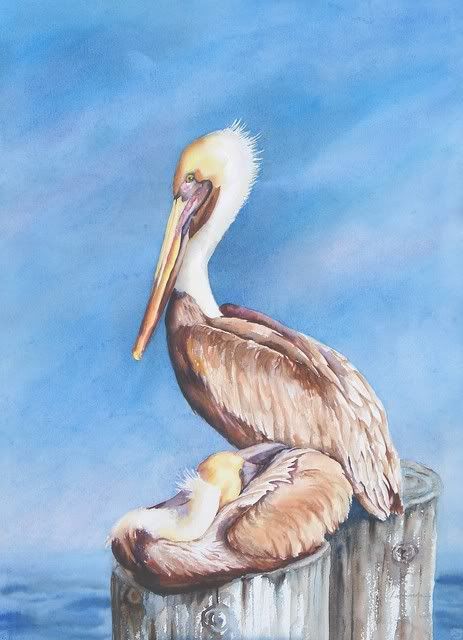Resting_Pelicans.jpg