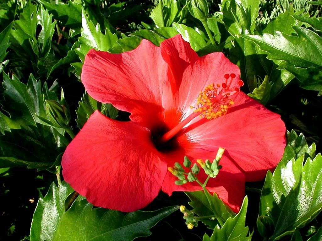 redhibiscuswallpaper3.jpg