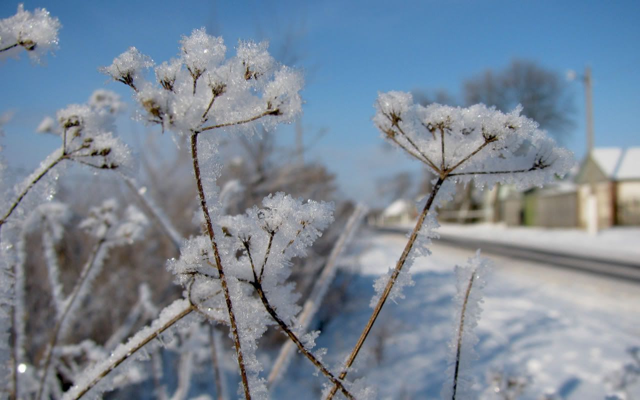 flowers_under_frost-1.jpg