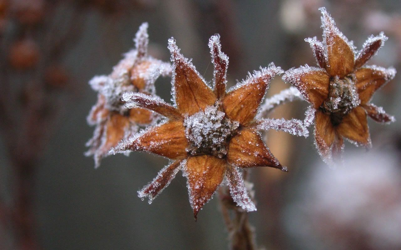 flowers_under_frost10.jpg