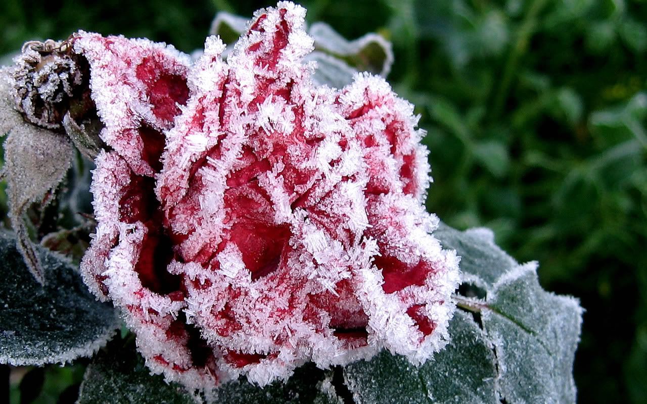 flowers_under_frost11.jpg