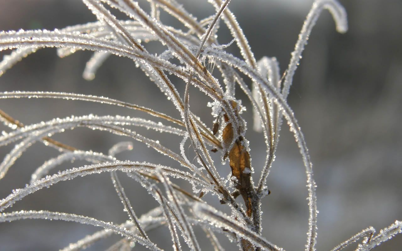 flowers_under_frost12.jpg