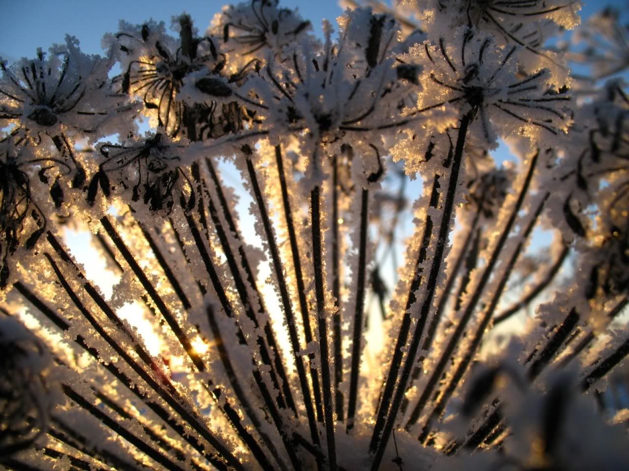 flowers_under_frost13.jpg