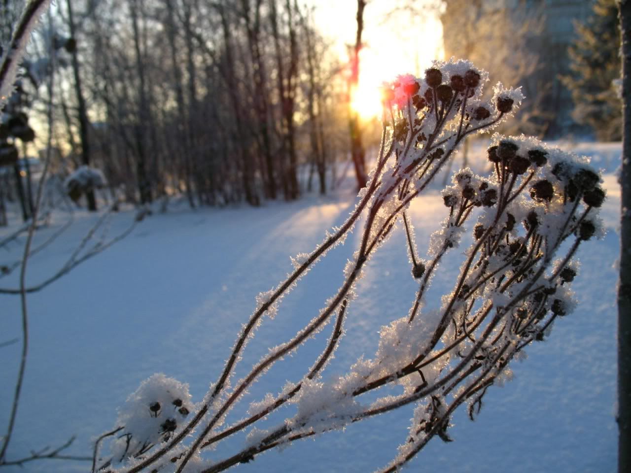 flowers_under_frost14.jpg
