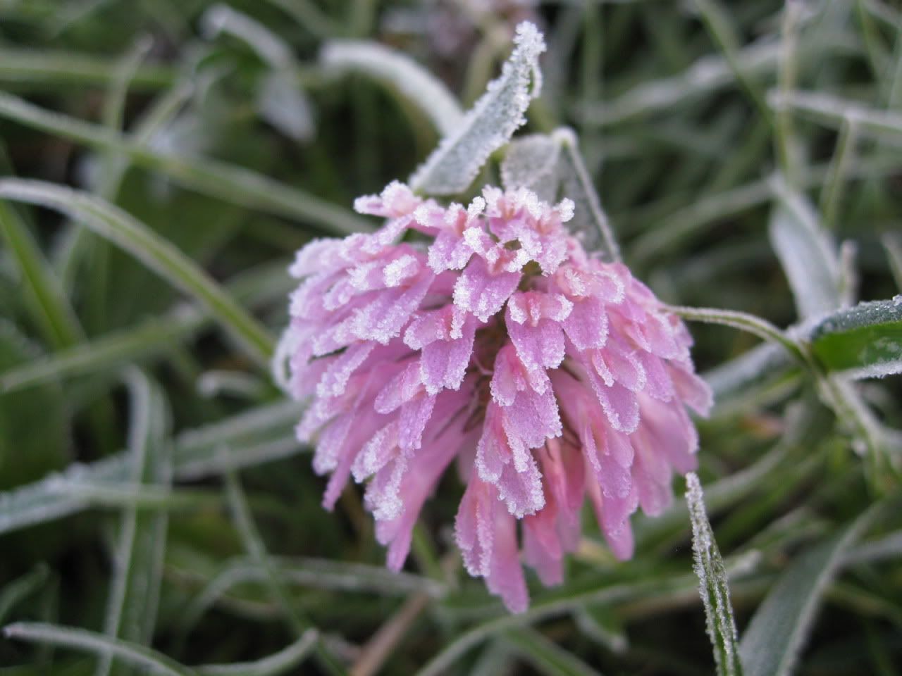 flowers_under_frost15.jpg