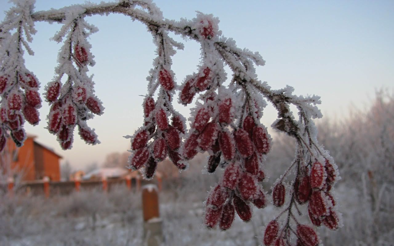 flowers_under_frost16.jpg