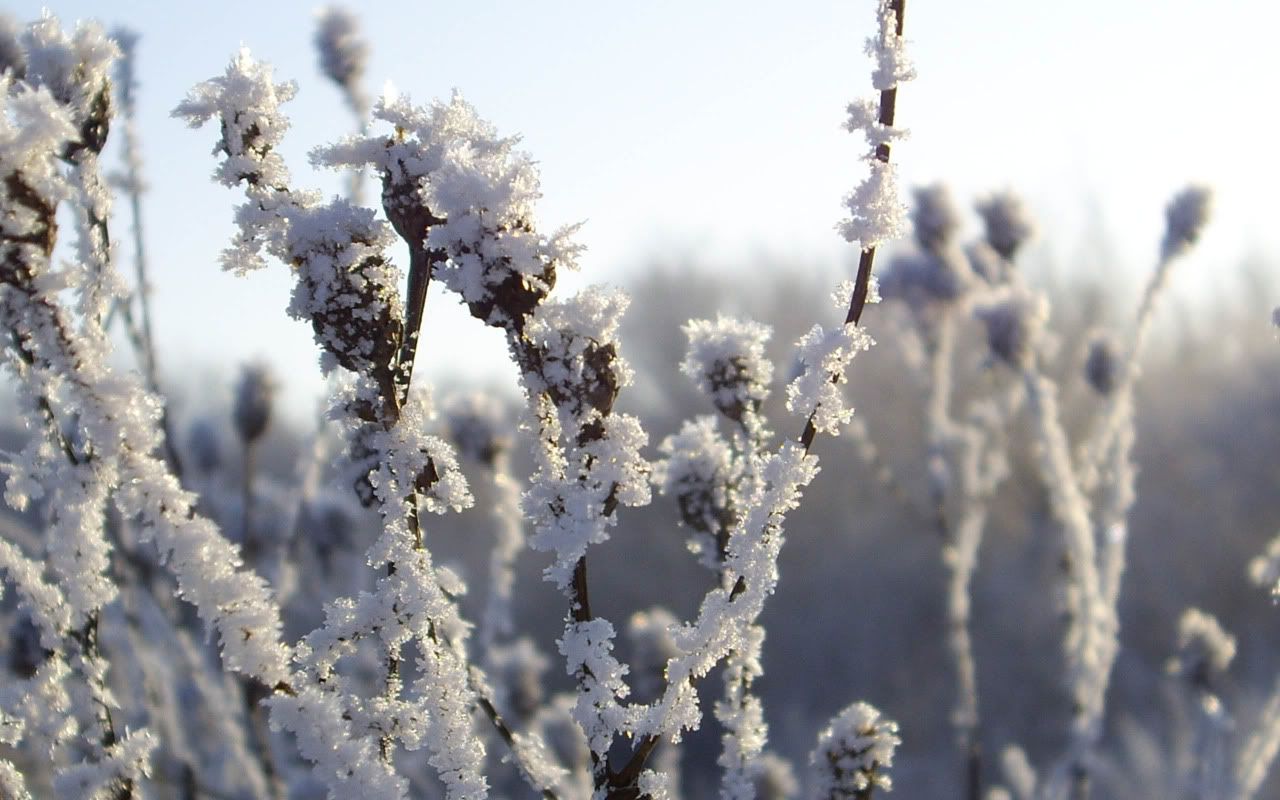 flowers_under_frost17.jpg