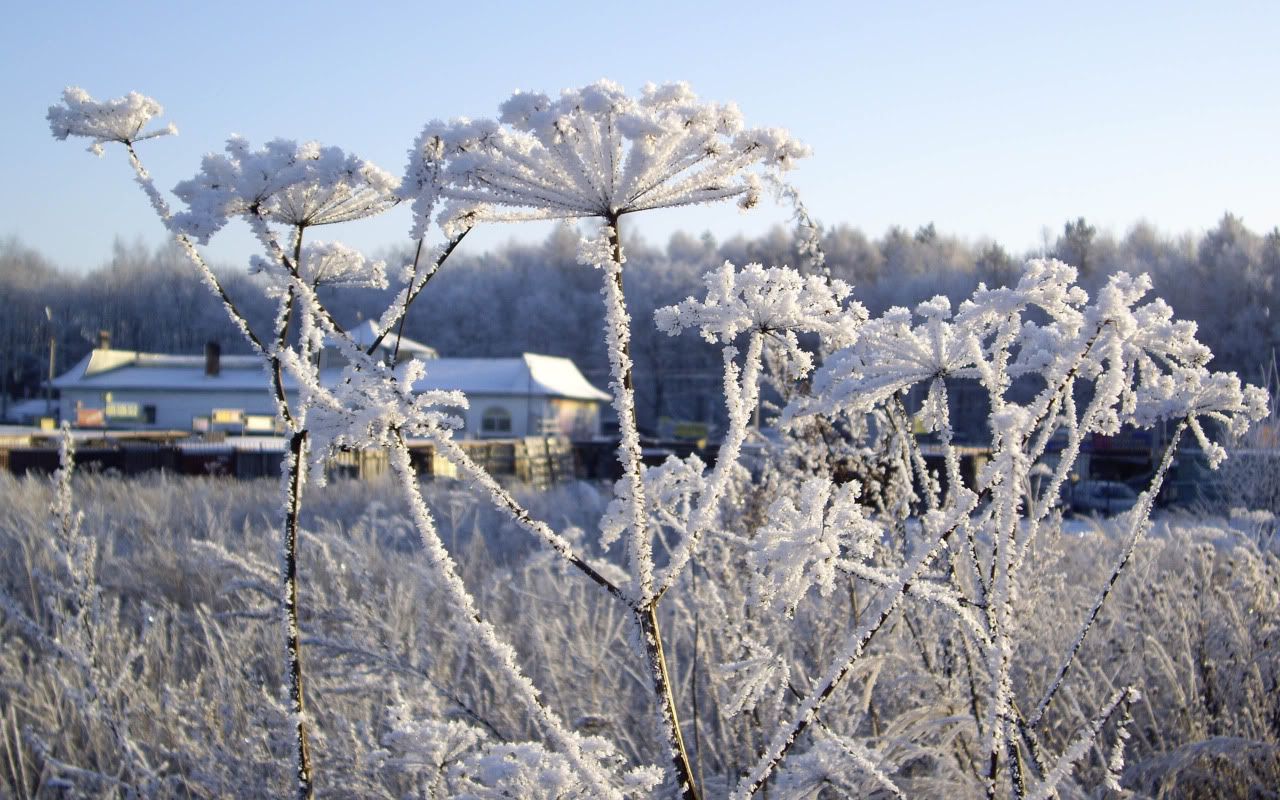 flowers_under_frost18.jpg