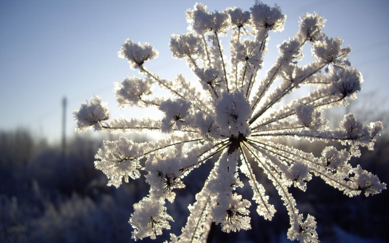 flowers_under_frost19.jpg