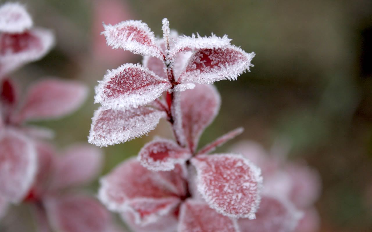 flowers_under_frost2.jpg