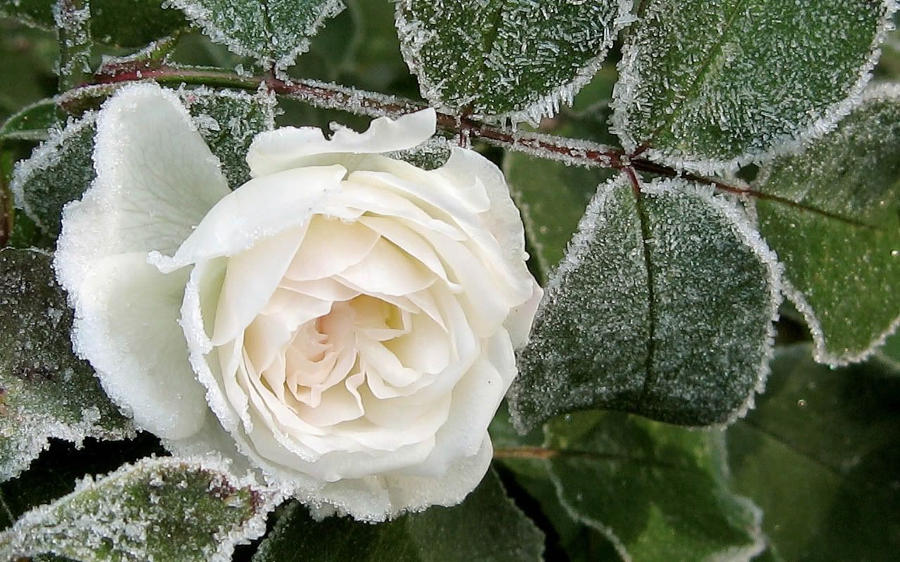 flowers_under_frost20.jpg