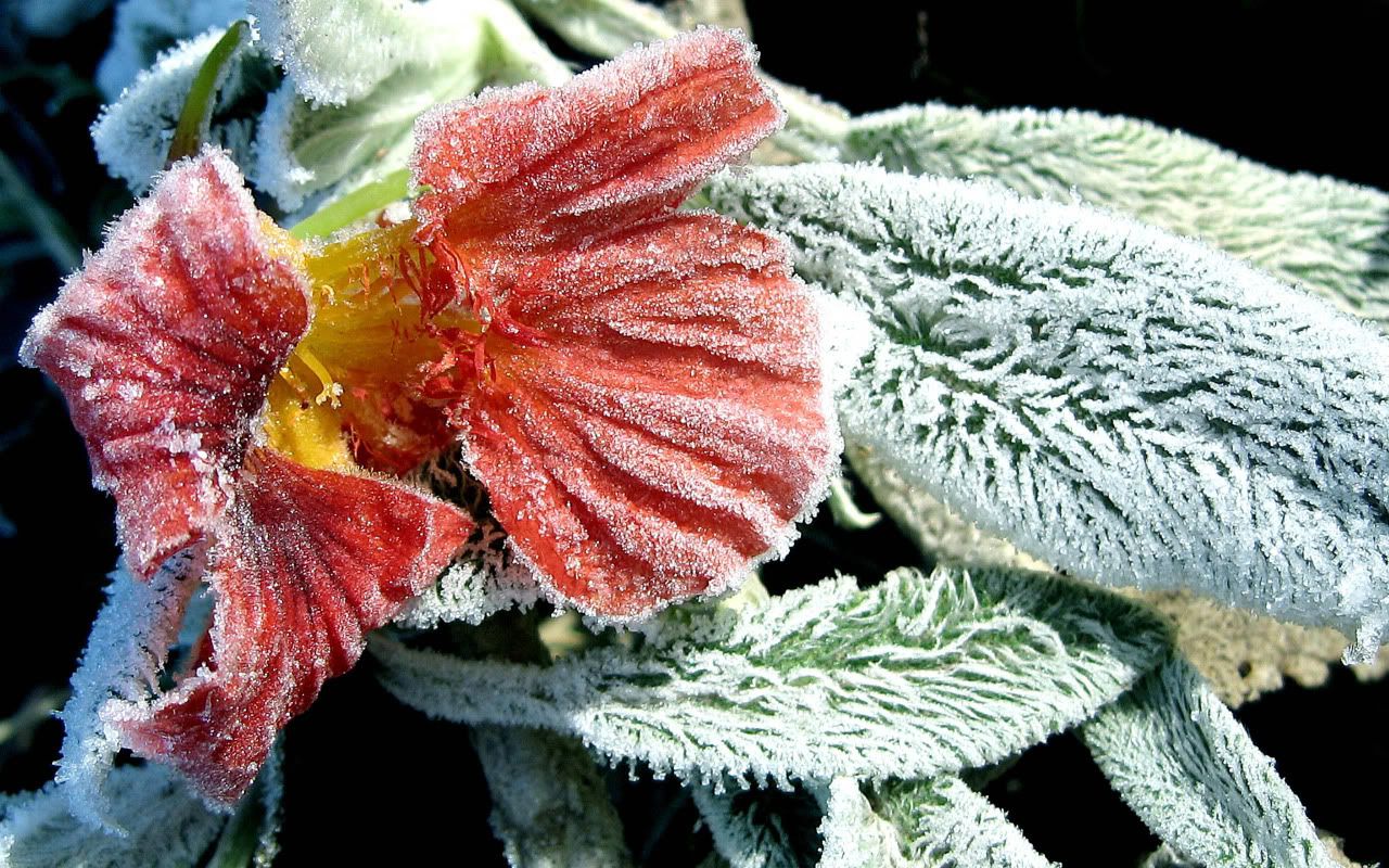flowers_under_frost21.jpg