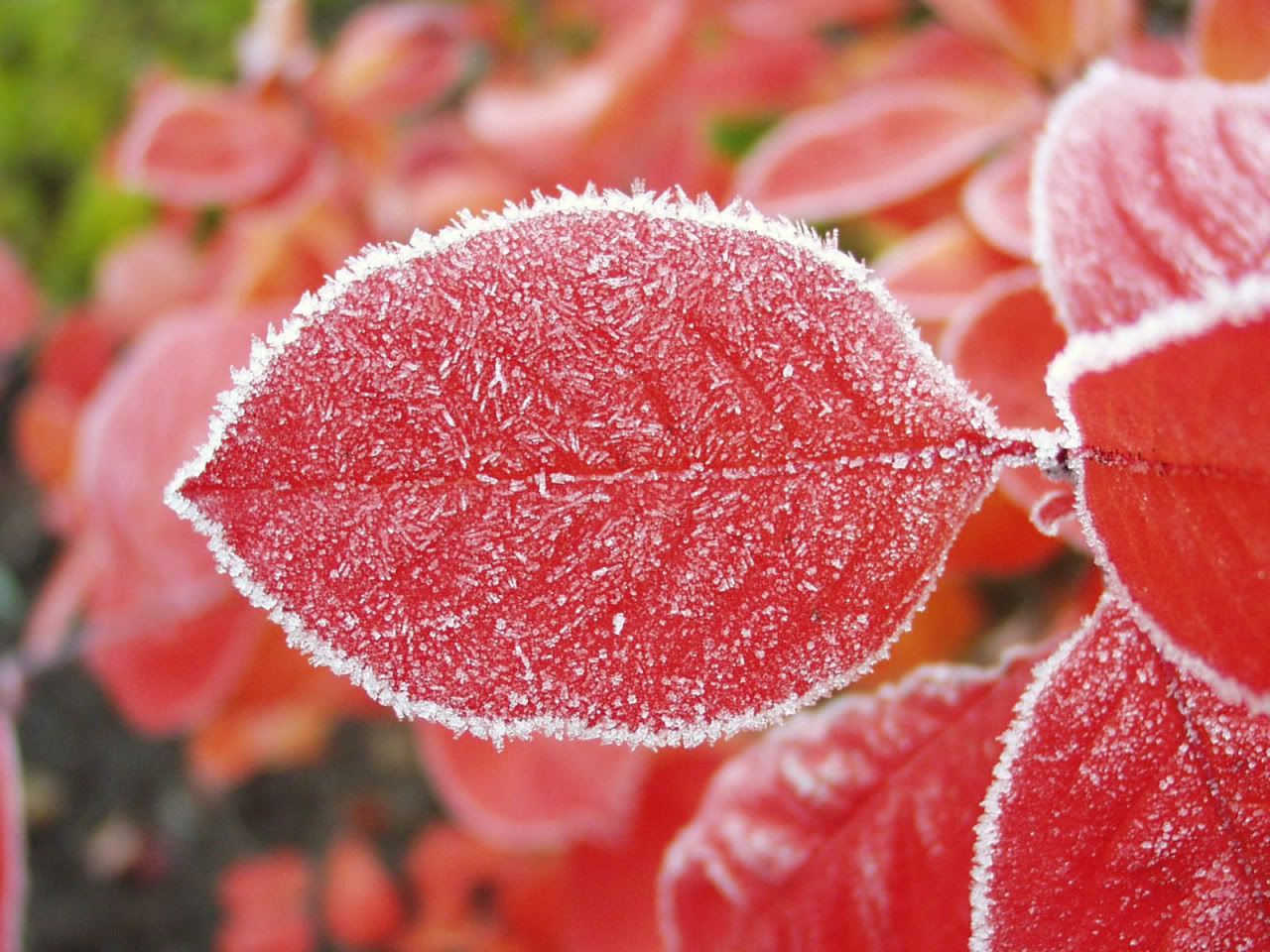 flowers_under_frost22.jpg