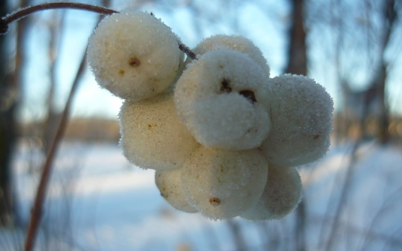flowers_under_frost23.jpg