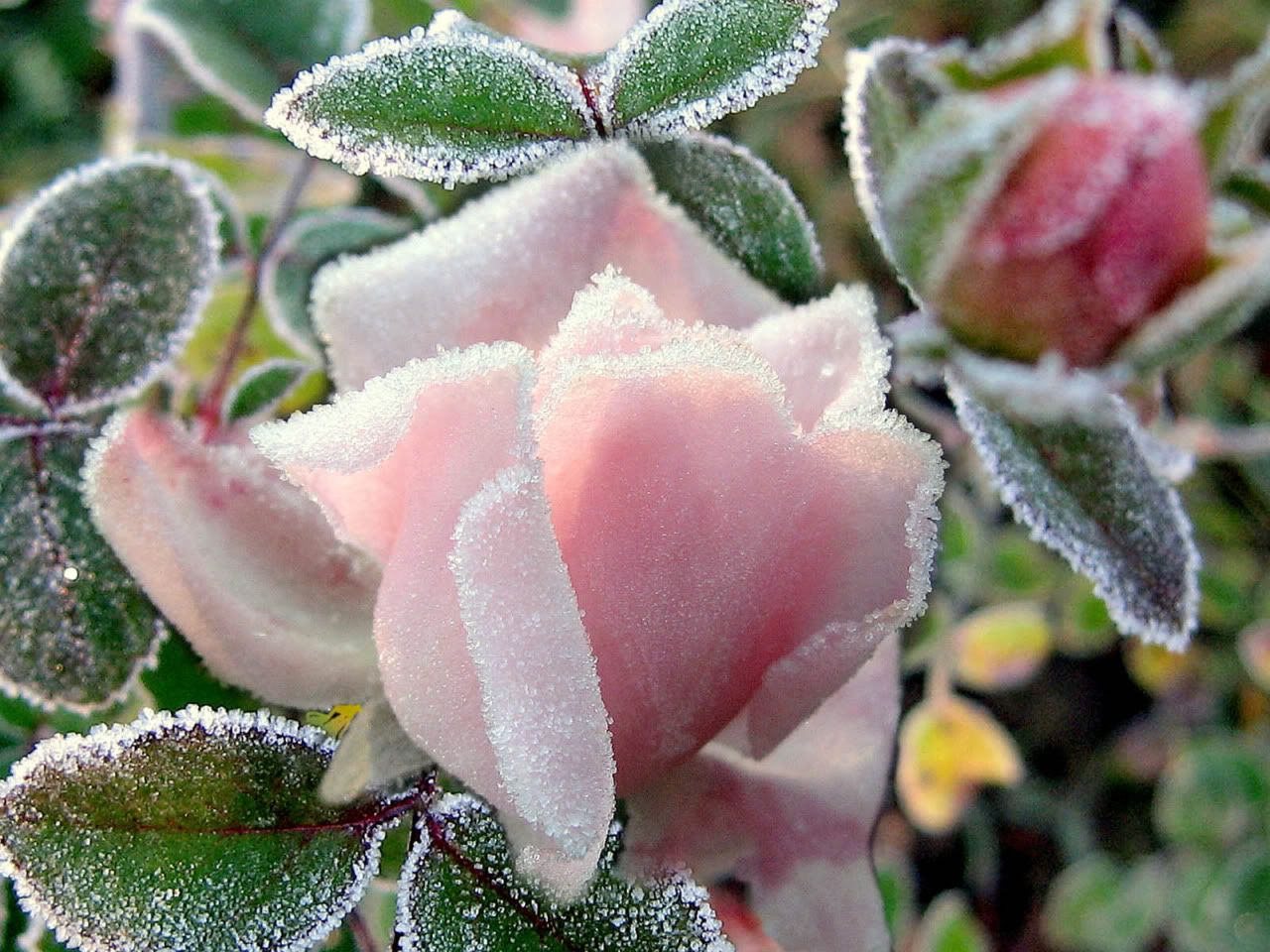 flowers_under_frost24.jpg