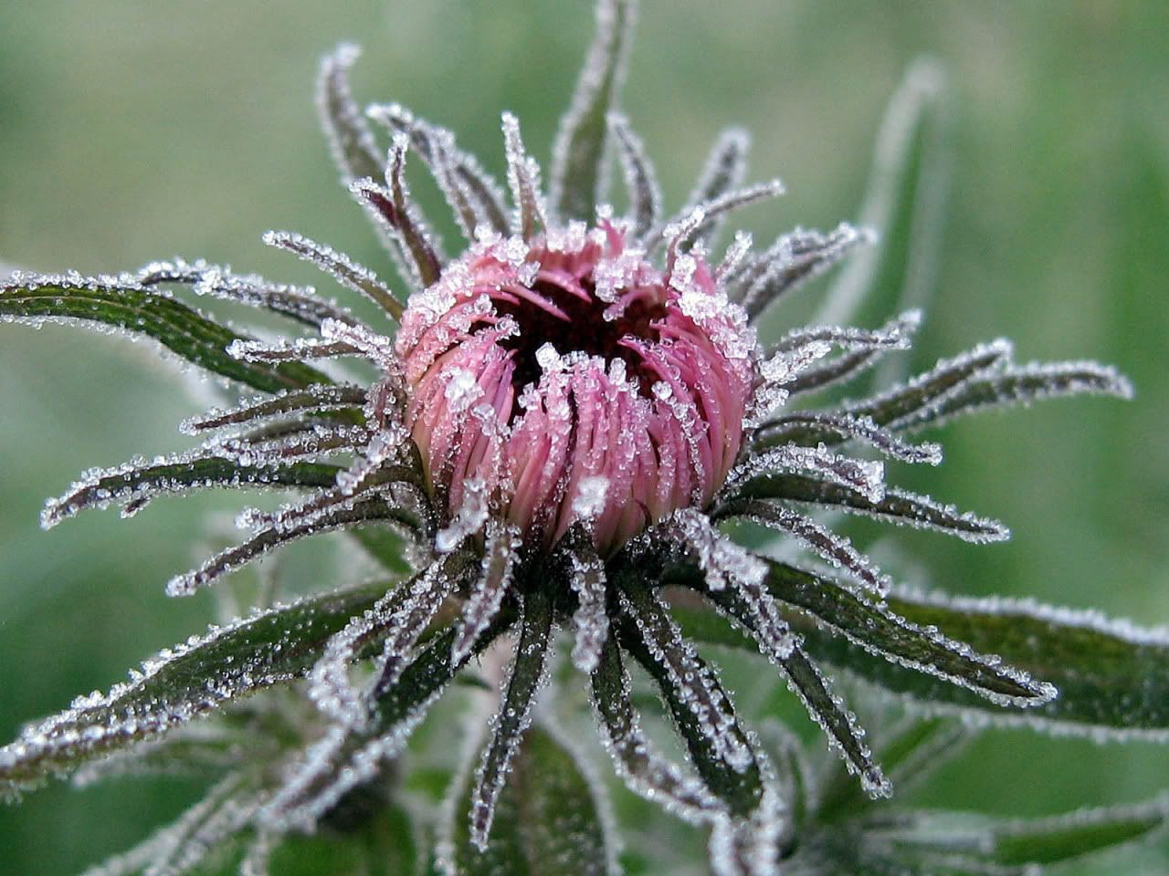 flowers_under_frost25.jpg