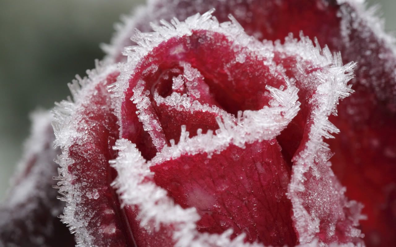 flowers_under_frost26.jpg