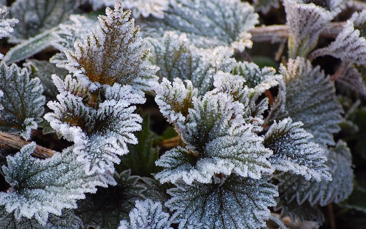 flowers_under_frost27.jpg