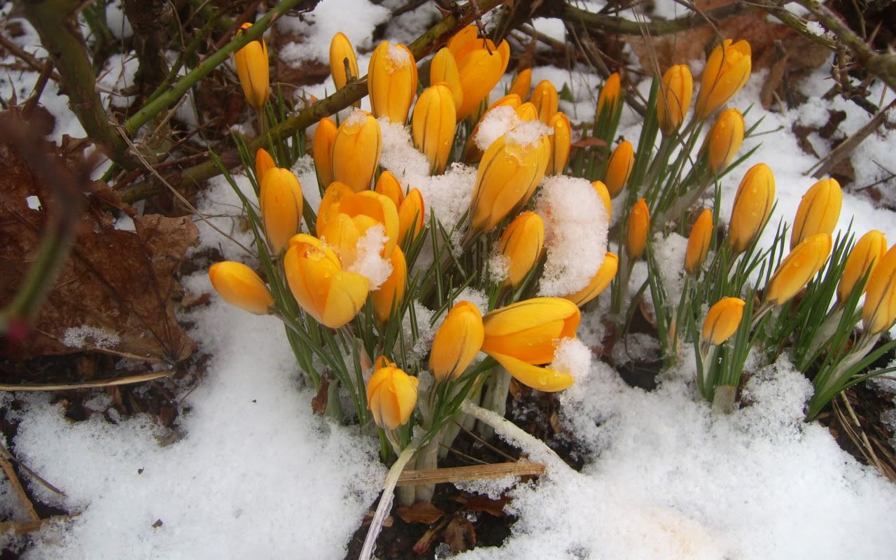 flowers_under_frost28.jpg