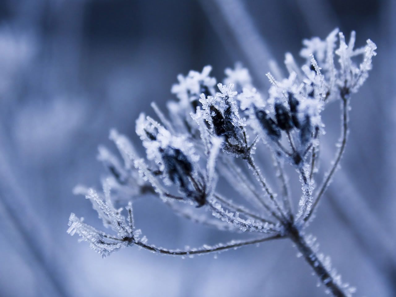 flowers_under_frost29.jpg