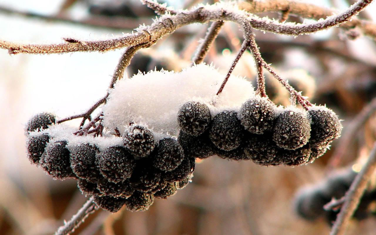 flowers_under_frost3.jpg